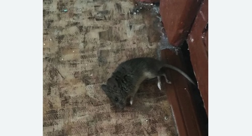 Дезинфекция от мышей в Новозыбкове