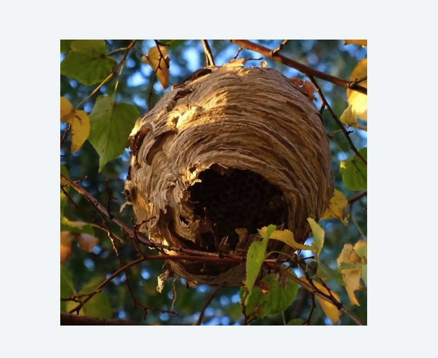 Обработка от шершней в Новозыбкове