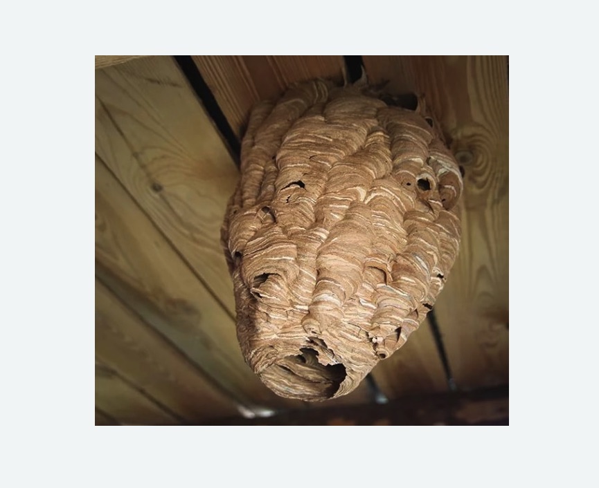 обработка от шершней в Новозыбкове