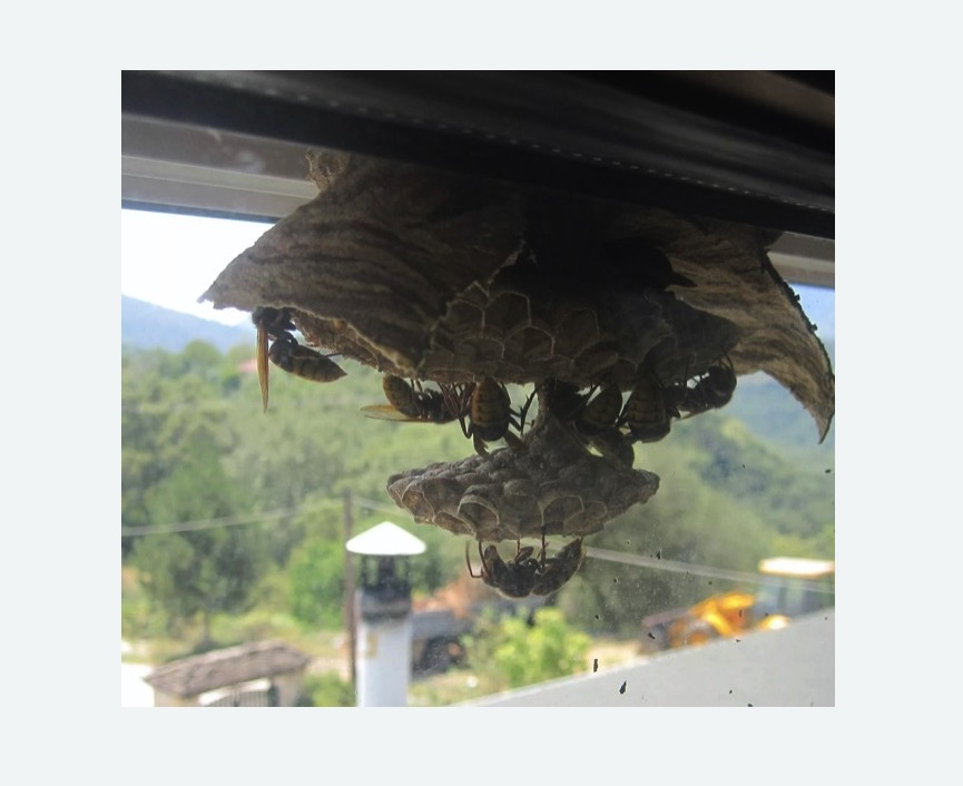 Уничтожение гнёзд шершней в Новозыбкове