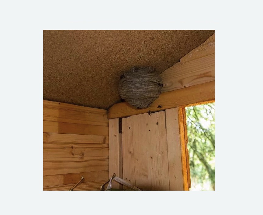 Обработка от ос в Новозыбкове Обработка от ос