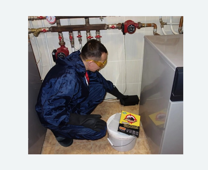 Уничтожение крыс Уничтожение крыс в Новозыбкове