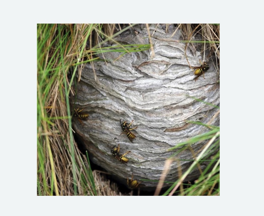 Уничтожение ос и ульев Уничтожение ос и ульев в Новозыбкове